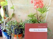 Ateş Bandosu Üzerine Çiğdem Çandar Yazdı…